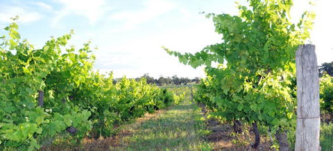 Bell River Estate Winery - Travel Agents 8