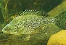 Charleville - 18 Mile Warrego River Fishing - Travel Agents 2