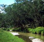 Salvator Rosa Section - Carnarvon National Park - Tourism Guide