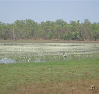 Leaning Tree Lagoon Nature Park - Travel Agents