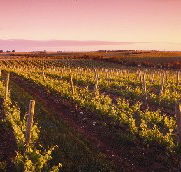 Ralph Fowler Wines - Tourism Guide