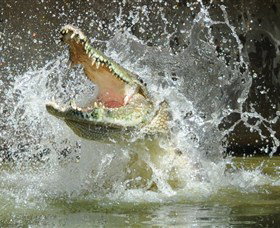 Crocodylus Park - Tourism Guide 5