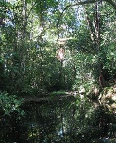 Wabunga Wayemba (Charmillan Creek Walking Track) - Tourism Guide 0