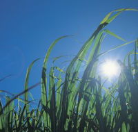 Australian Sugar Industry Museum - Cruises Travel