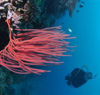Eddy Reef Dive Site - Cruises Travel