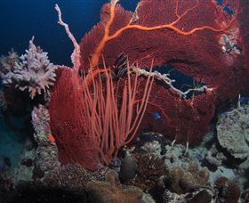 Eddy Reef Dive Site - Tourism Guide 2