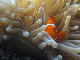 Beaver Reef Dive Site - Cruises Travel 0