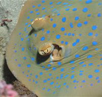 Jorgey's Patch Dive Site - Cruises Travel