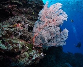 Barracuda Bommie Dive Site - Tourism Guide 0