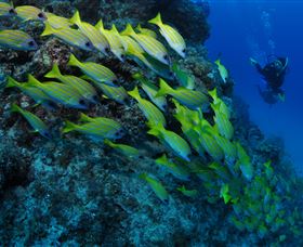 Barracuda Bommie Dive Site - Tourism Guide 2