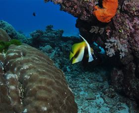 Barracuda Bommie Dive Site - Tourism Guide 3