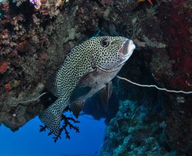Barracuda Bommie Dive Site - Tourism Guide 1
