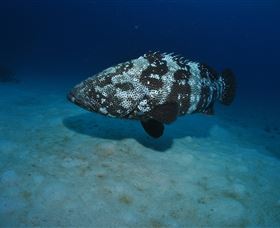 Castle Rock Dive Site - Tourism Guide 3