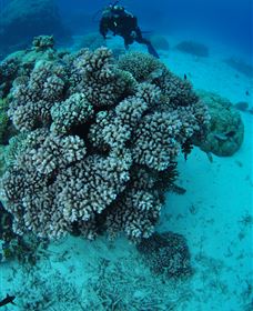 Castle Rock Dive Site - Tourism Guide 2