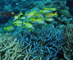 Castle Rock Dive Site - Tourism Guide 0