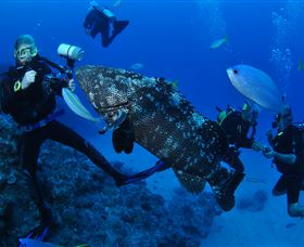 Castle Rock Dive Site - Tourism Guide 1