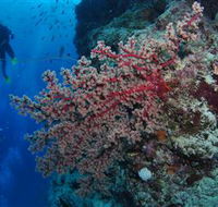 Nursery Bommie Dive Site - Tourism Guide