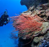 Three Sisters Dive Site - Cruises Travel