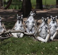 Savannah Visitor Plaza Taronga Western Plains Zoo Dubbo - Tourism Guide