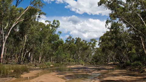 Pilliga National Park - Travel Agents 2