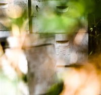 Bees on Keswick Island - Tourism Guide