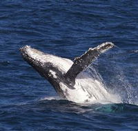 Whale Watching on Keswick Island - Tourism Guide