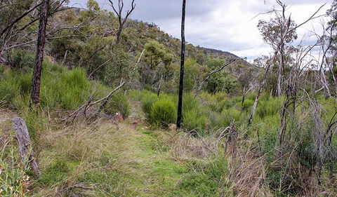 Lynchs Loop Trail - Tourism Guide 0
