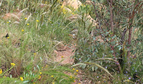 Ben Hall's Cave Walking Track - Tourism Guide 1
