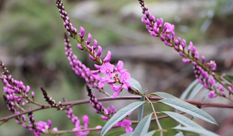 Basin Gully To Eualdrie Lookout Track - Cruises Travel 1