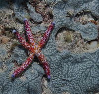 Clam Gardens Dive Site - Cruises Travel