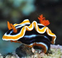 Monolith Dive Site - Cruises Travel