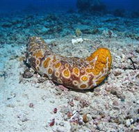 Two Towers Dive Site - Cruises Travel