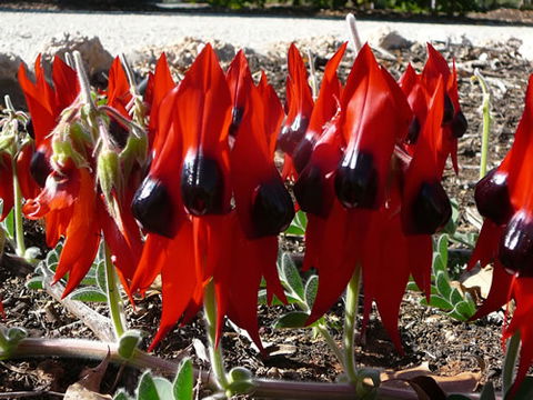 Australian Inland Botanic Gardens - Tourism Guide 1