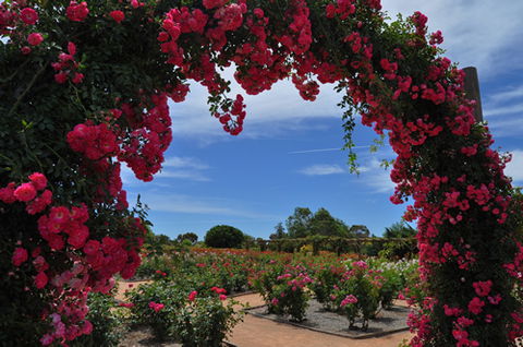 Australian Inland Botanic Gardens - Tourism Guide 3