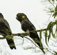 Conimbla National Park - Cruises Travel