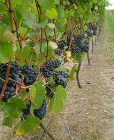 Gisborne Peak Winery - Travel Agents 4