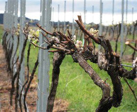Stockmans Ridge Wines - Tourism Guide 2