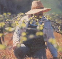 Canobolas Smith Winery - Tourism Guide