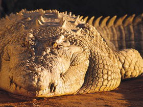Koorana Crocodile Farm - Tourism Guide 0