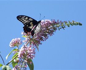 Albury Botanic Gardens - Tourism Guide 5