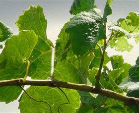 Angullong Wines - Tourism Guide 1