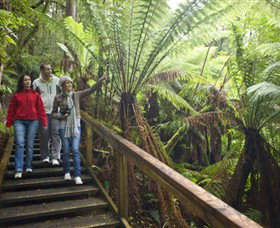 Otway Fly Treetop Adventures - Tourism Guide 0