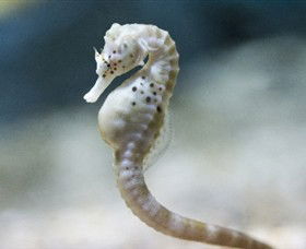 SEA LIFE Melbourne Aquarium - Tourism Guide 0