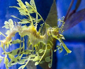 SEA LIFE Melbourne Aquarium - Tourism Guide 1