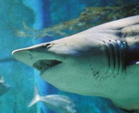 SEA LIFE Melbourne Aquarium - Tourism Guide 8