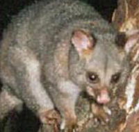 Moondarra State Park - Tourism Guide