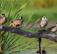 Jerrabomberra Wetlands - Tourism Guide