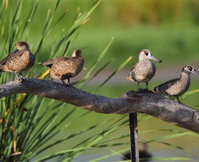 Jerrabomberra Wetlands - Tourism Guide 0