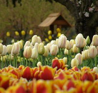 Tulip Top Gardens - Travel Agents