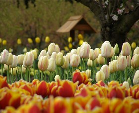 Tulip Top Gardens - Travel Agents 0